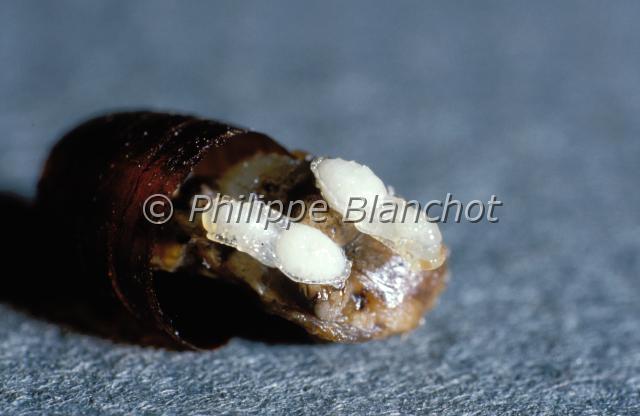 larves spalangia cameroni.JPG - Développement larvaire de deux parasites solitaires Spalangia cameroni dans une même pupe de mouche domestiqueHymenoptera, PteromalidaeFrance